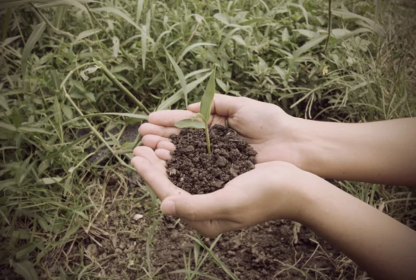 Vintage Style,Hands holdings a little green plant — Stock Photo, Image