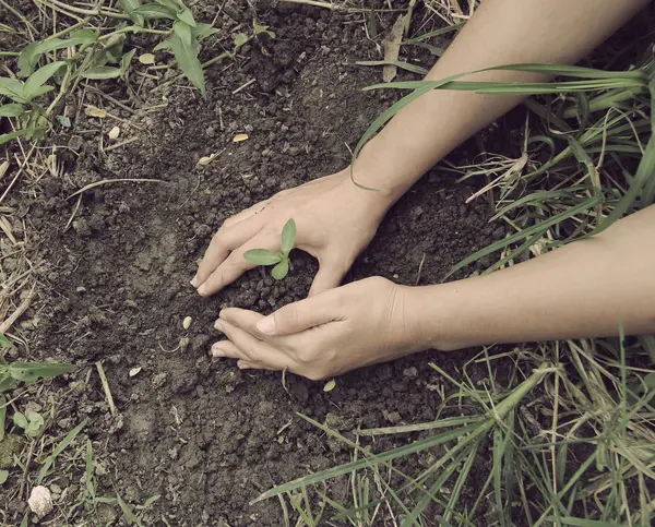 Estilo Vintage, Jovens plantas Squash sendo transplantadas — Fotografia de Stock