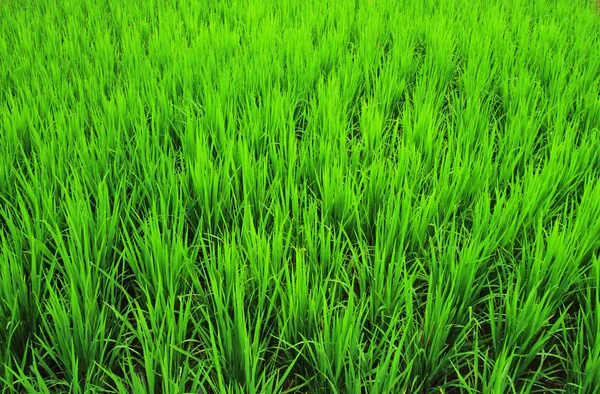 Arroz no campo de arroz paddy — Fotografia de Stock