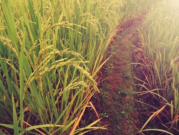 Campo de arroz pela manhã — Fotografia de Stock