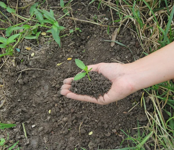 Le mani tengono una piccola pianta verde — Foto Stock