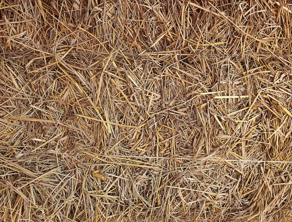 Dry straw texture — Stock Photo, Image