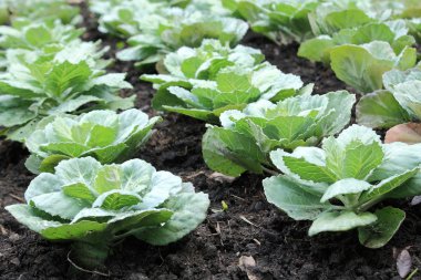 lahana alan çiftlik