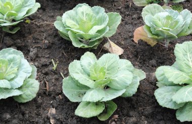 fram alanında lahana