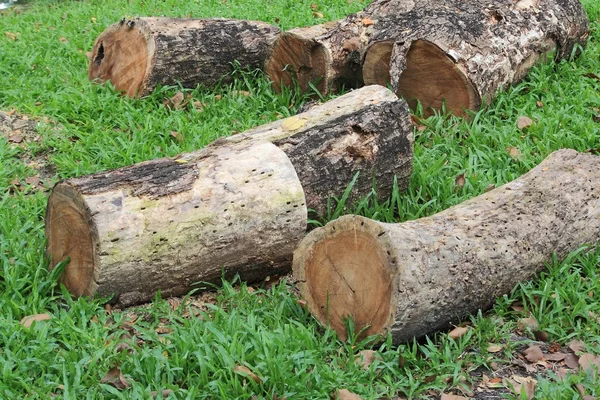 Holz auf Gras — Stockfoto