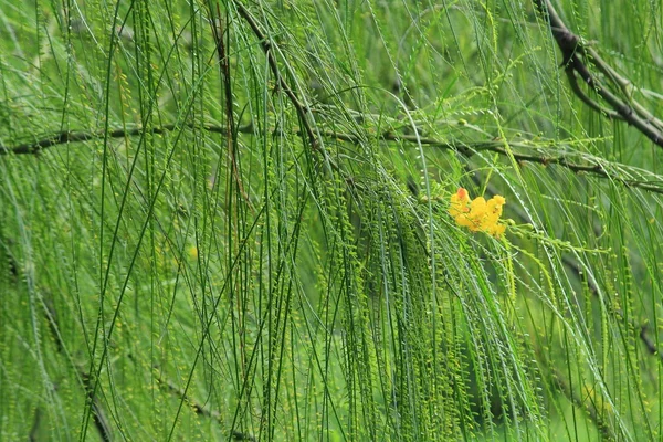 Parkinsonia aculeata 꽃 — 스톡 사진