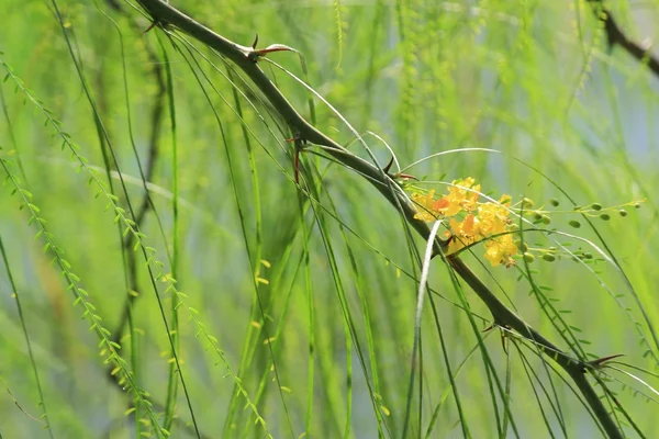 Parkinsonia aculeata květ — Stock fotografie