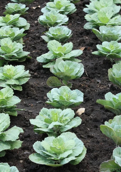 fram alanında lahana