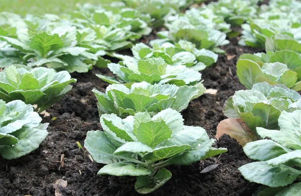 fram alanında lahana