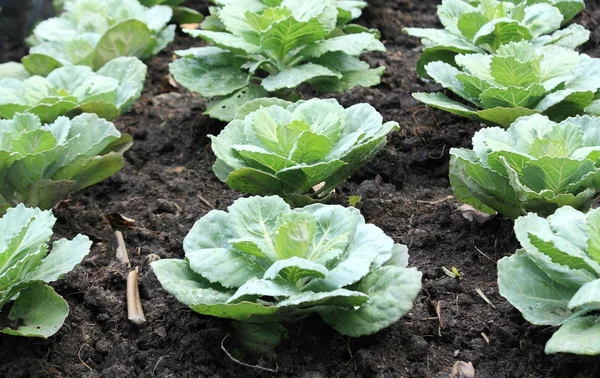 lahana alan çiftlik