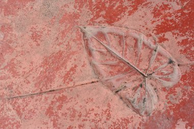 yaprak doğal tarzı çimento doku üzerinde yazdırma