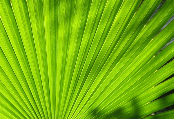 Groene bladeren van de natuur — Stockfoto