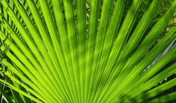 Текстура зеленого пальмового листа — стокове фото