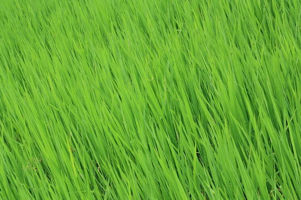 Mudas de arroz na fazenda de arroz — Fotografia de Stock