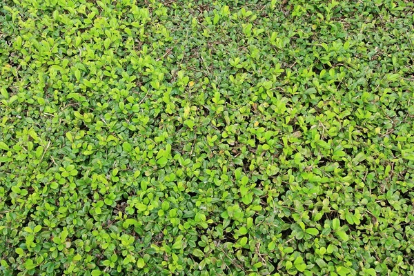 Folhas verdes da natureza — Fotografia de Stock