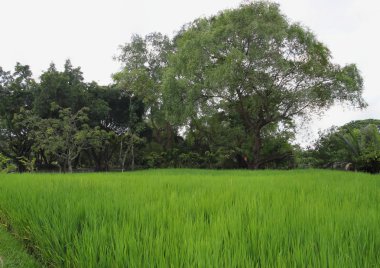 pirinç fidan pirinç gruptaki