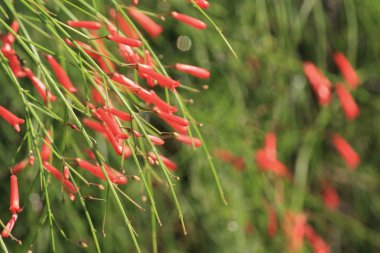 Havai fişek fabrikası, Russelia equisetiformis