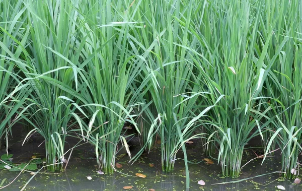 Mudas de arroz na fazenda de arroz — Fotografia de Stock