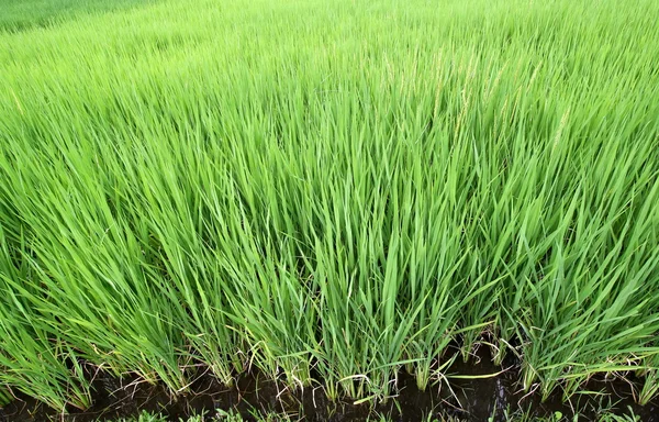 Саженцы риса на рисовой ферме — стоковое фото