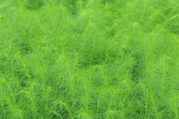 Свежий зелёный куст Шатавари (Asparagus racemosus Willd .) — стоковое фото