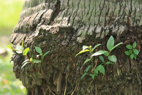 Jovens plantas verdes . — Fotografia de Stock