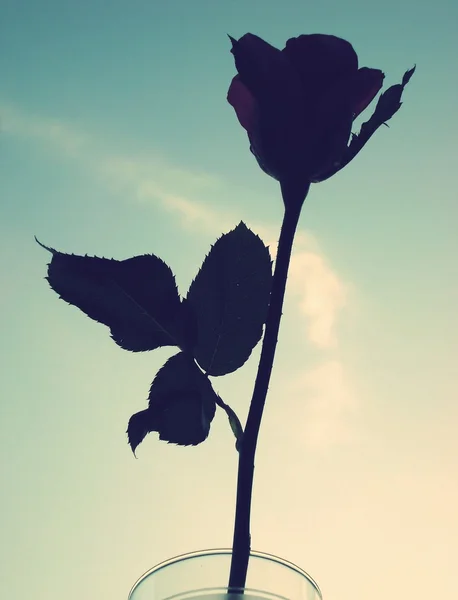 Conceptos románticos con flor de arte — Foto de Stock