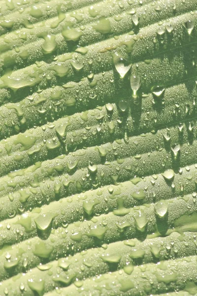 Daun pisang hijau dengan tetesan air — Stok Foto