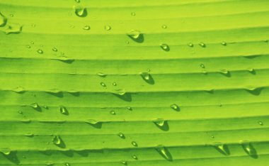 Yeşil muz yaprağı ile su damlaları