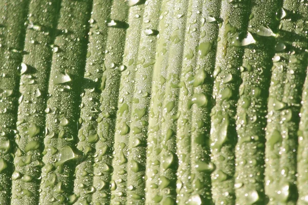 Daun pisang hijau dengan tetesan air — Stok Foto