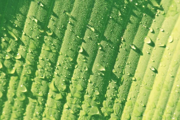 Daun pisang hijau dengan tetesan air — Stok Foto