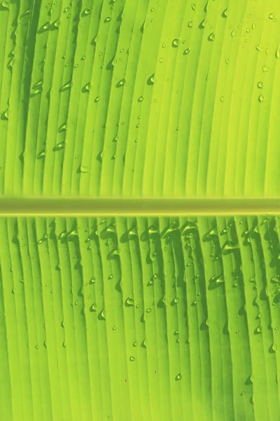 Groene bananenblad met Water Drops — Stockfoto