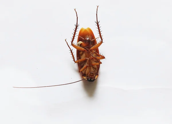 Close-up Dead cockroach — Stock Photo, Image