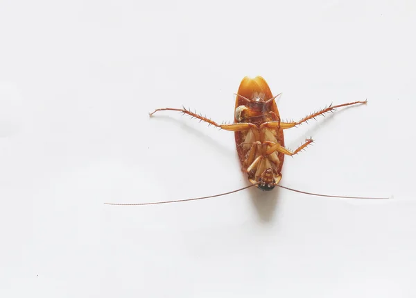 Close-up Dead cockroach — Stock Photo, Image