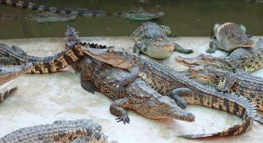 Timsahlar büyük grup