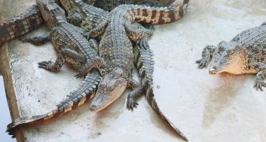 Timsahlar büyük grup