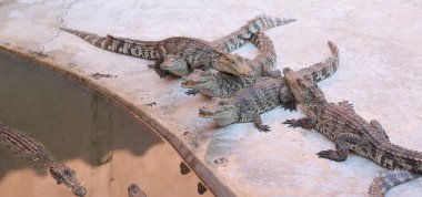 Timsahlar büyük grup