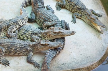 Timsahlar büyük grup