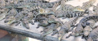 Timsahlar büyük grup