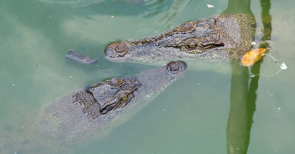 Crocodiles Resting at Crocodile Farm στην Ταϊλάνδη — Φωτογραφία Αρχείου