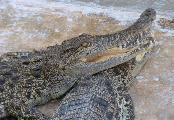 Krokodile ruhen in einer Krokodilfarm — Stockfoto