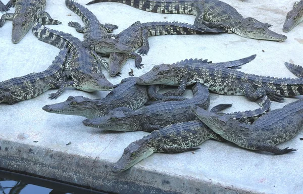 Stor grupp av krokodiler — Stockfoto