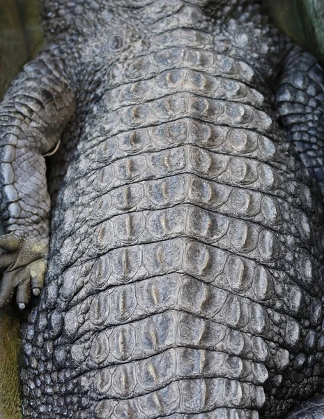 Haut von Krokodilen — Stockfoto