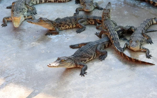 Große Gruppe von Krokodilen — Stockfoto