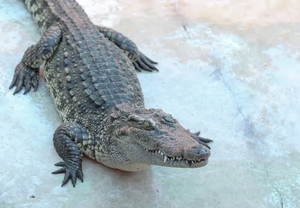 Krokodiler i gård — Stockfoto