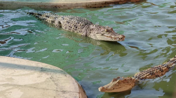 Cocodrilos en la granja —  Fotos de Stock