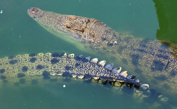 Crocodilii se odihnesc la ferma de crocodili din Thailanda — Fotografie, imagine de stoc