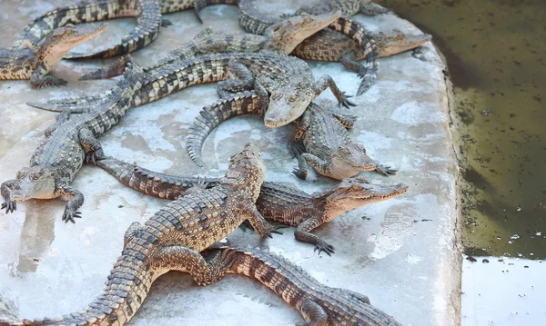 Große Gruppe von Krokodilen — Stockfoto