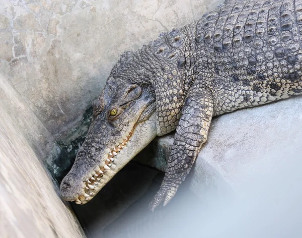 Крокодилы на ферме — стоковое фото
