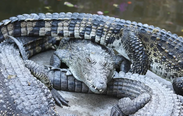 Gran grupo de cocodrilos — Foto de Stock