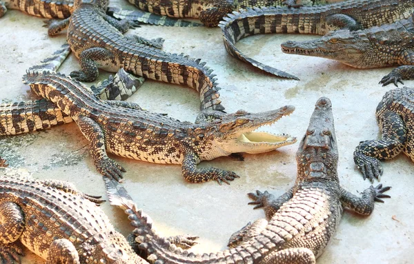Un grup mare de crocodili — Fotografie, imagine de stoc